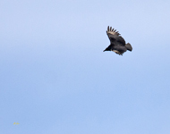 Black Vulture 5113